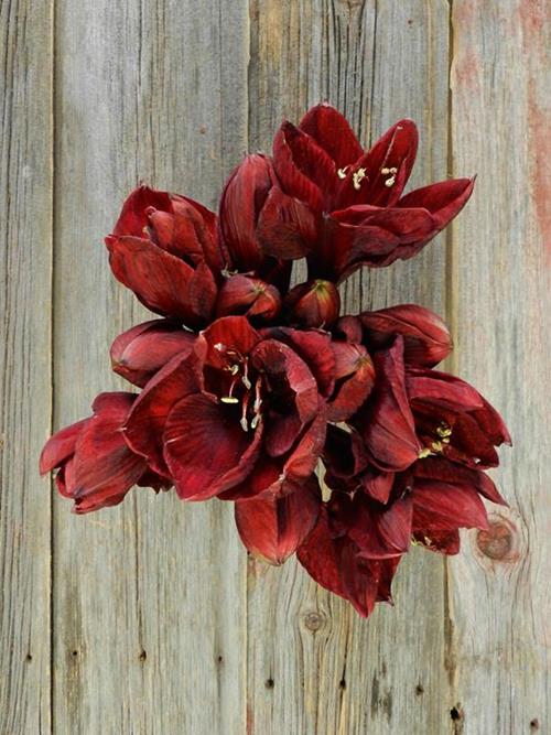 BENFICA DARK RED CUT AMARYLLIS